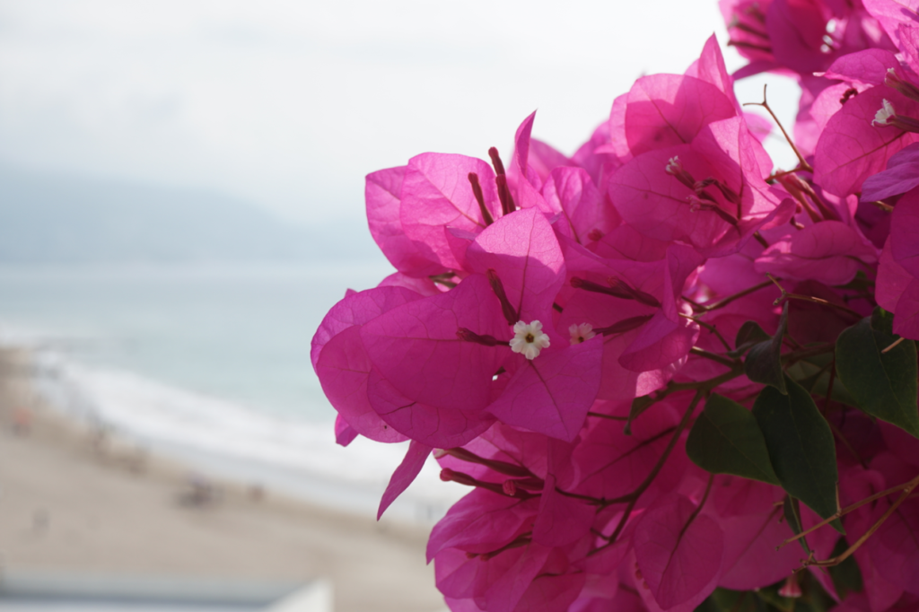 ask, asking, flower, beach, mexico, pink flower